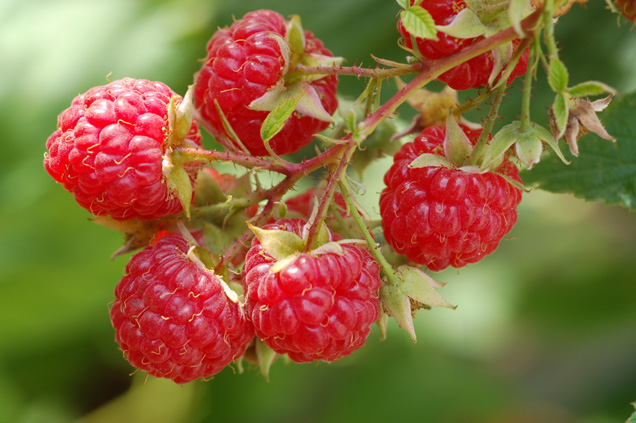 Raspberries work well - but other berries can also be used like strawberries, blueberries or blackberries. There has been a shortage of raspberries in Los Angeles for the past week. That is why this pretty photo is place holding for the finished tart photo. I hope you make this delicious tart (and use the berry of your choice) please post your photo. 