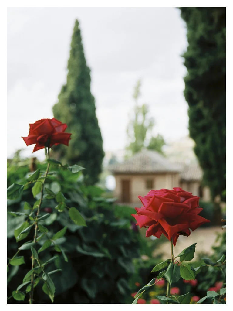Rose Garden. Alhambra, Granada.