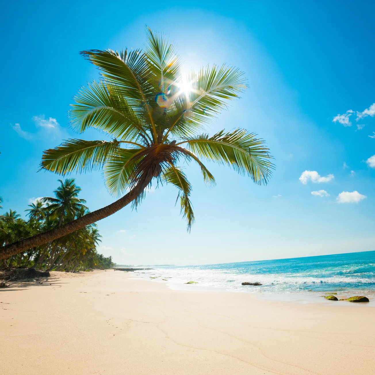 single palm 5 crop.jpg