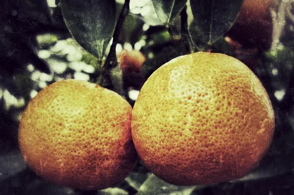 What Wisdom Looks Like