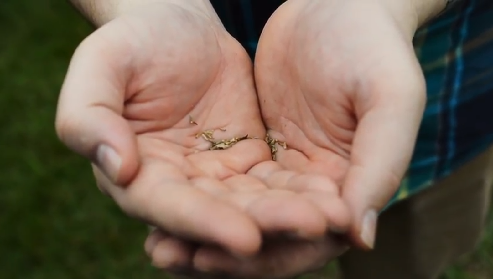 seeds.png