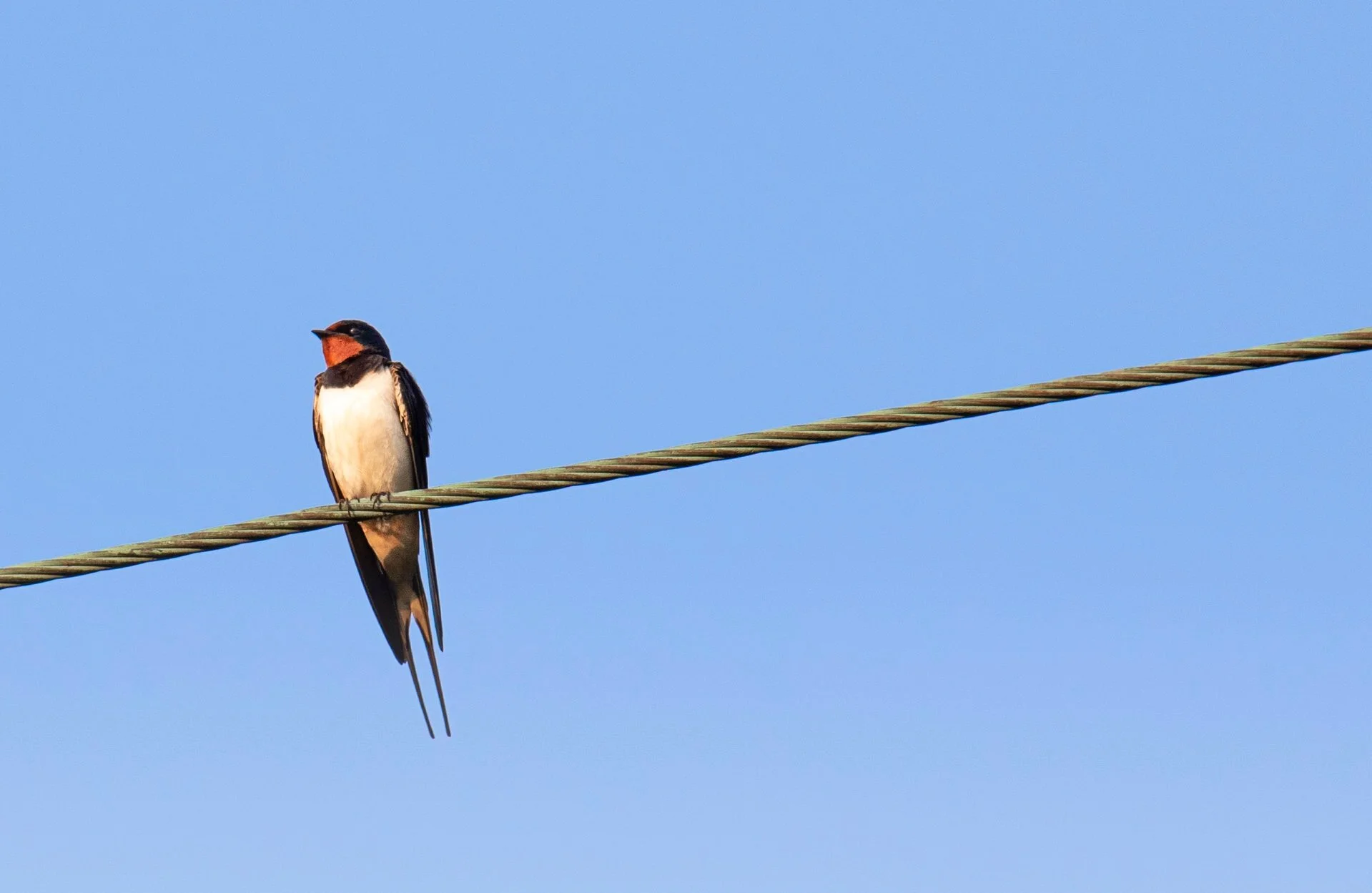 Karis Devotional | 5.20.20 | Has God Forgotten Us?