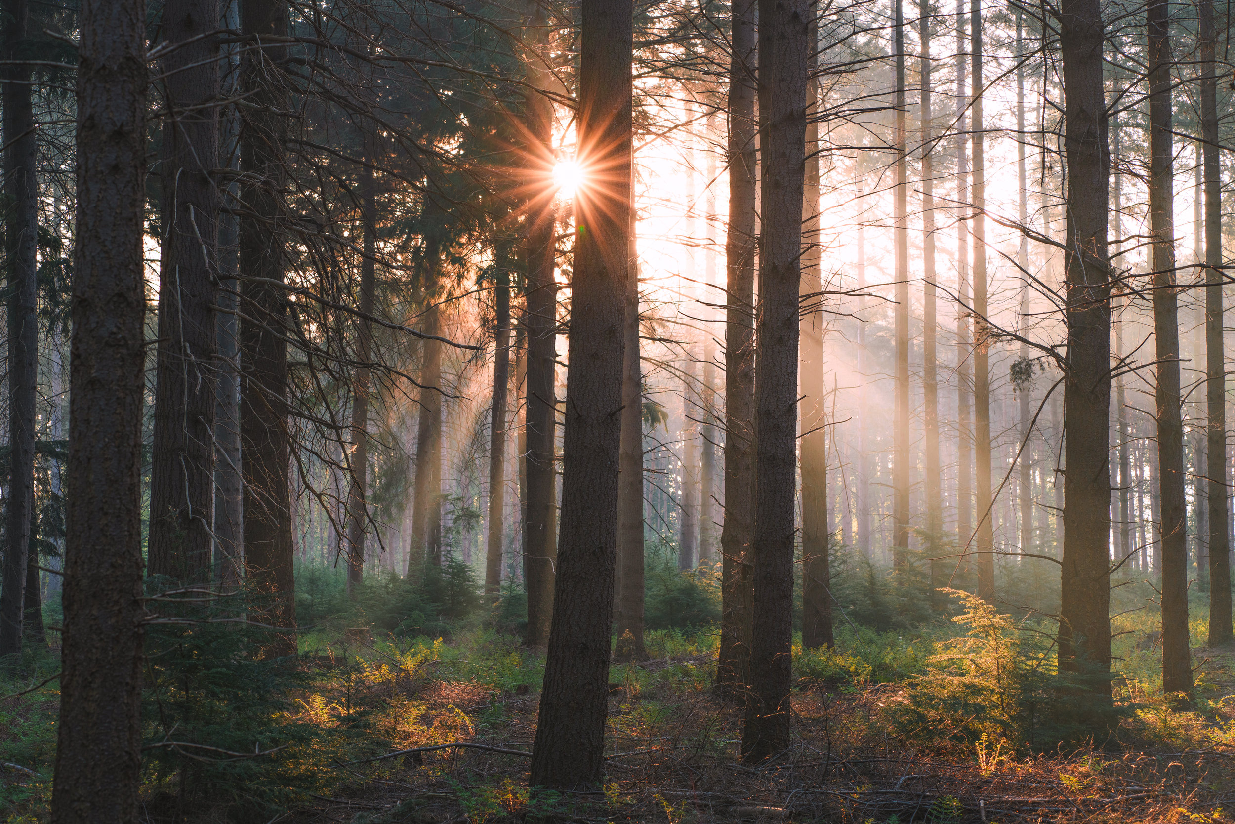 Karis Devotional | 6.11.20 | Hope in God