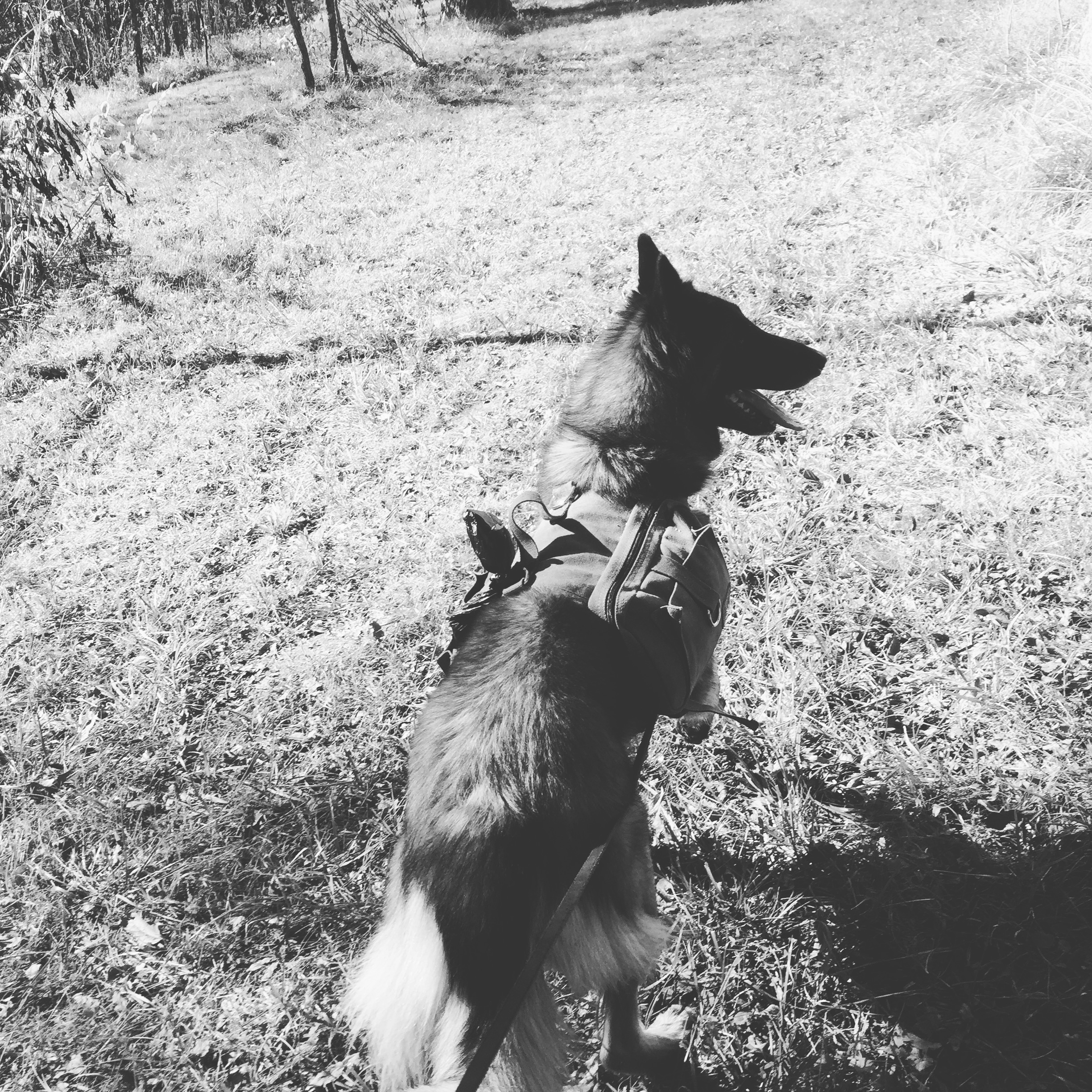 One of my favorite hobbies is walking/hiking with my dogs. When I live in Virginia I was near the Appalachian Trail so my friends and our four legged companions. Any free chance we had off we would go on the trails. Now that I am back in North Carolina, I have not gotten to go hiking as much as I want. But as luck would have it my sister and I both had the same Sunday off. So off to Cedar Rock we went. The weather was perfect, the dogs were thrilled to be out, and we had a great time. While Cedar Rock doesn’t have extensive trails, it was great for a short hike-short because we had my two year old nephew in his back pack to carry! Adding that extra weight tires you out! The dogs carried their weight-with their packs holding the waters and other snacks. Not that the extra weight tired them out-they were ready for round two as soon as we got home! 