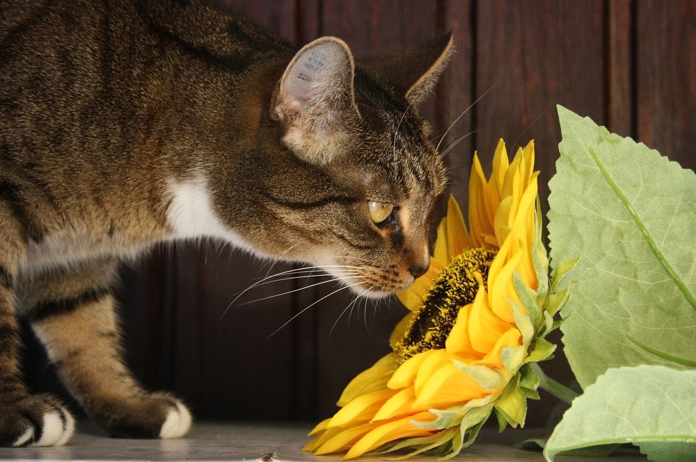 Five Common Toxic Household Items That Your Pet Might Eat Southern Animal Hospital