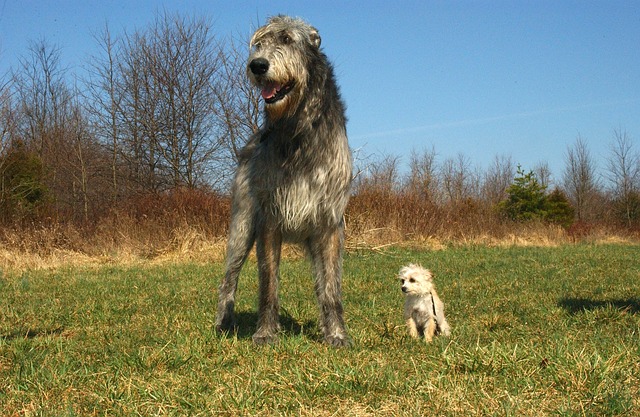 Dogs of all sizes need Heartworm prevention! Heartworm Disease is caused by Dirofiliaria immitis, which is transmitted by mosquitoes to both dogs and cats, but is more prevalent in dog These parasites can cause long term lung/heart disease and can even cause sudden death in both dogs and cat. Cats have been shown to be more resistance to infection, but can be infected and have life threatening effect. The up side of heartworm disease is it can be prevented by monthly heartworm prevention in both cats and dogs! But what happens if your pet gets heartworm disease? In dogs it is treatable by “slow kill method” or adulticide treatment (Immiticide). However, treatments have side effects, can be costly, and require a period of activity restriction. So prevention is the best thing. The recommended treatment currently is using Immiticide to kill the adult heart worms along with concurrent medications to help treat the disease. Treatment and diagnosis in cats can be more difficult. Treatment includes supportive care and surgery in most cases for cats. What if my pet is mostly indoors? In North Carolina we see a lot of heartworm disease, year round, and in indoor and outdoor pets. Since heartworm is transmitted by mosquitoes, it can be spread even in winter. We recommend testing your dogand cats at least once a year, even if they are on a year round heartworm prevention. If a dog/cat is not on prevention and over 6 months of age, it must be tested before starting prevention too. What are other reasons to use heartworm prevention? -Prevents the majority of heartworm disease -Prevents majority of GI parasites -Some medications also prevent fleas and ticks too. -Decrease zoonotic disease (transmitted from animals to people/people to animals) such as roundworms and hookworms All heartworm prevention options require a prescription from your veterinarian; it is very important that you consult with your veterinarian before starting these products. But what about herding breeds? Herding breeds can be affected with a genetic mutation in the MDR-1 (multi-drug resistance) gene. This gene controls the level of certain drugs that can cross in/out of the blood-brain barrier. Other breeds can be affected! Most commonly affected are: Australian Shepherd, Australian Shepherd (Mini), Collie, Long-haired Whippet, McNab, and Silken Windhound The drugs that are most commonly involved include: ivermectin, milbemycin, moxidectin, acepromazine, vincristine, vinblastine, and doxorubicin, etc. Often these drugs can be used at lower doses safely. All heartworm medications are at a lower, safe dose. The toxic levels for MDR-1 gene mutations carriers is 50 times the level of the medications found in heartworm prevention. Effects seen are most often neurologic-salivation, tremors, seizures, etc. Dogs may be tested through Washington State University for the MDR-1 gene mutation. Learn more about Heartworm Disease at: The American Heartworm Society Boo Donoho, DVM Southern Animal Hospital