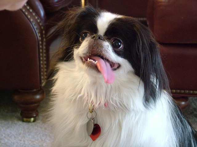 April 16th through 22nd is National Pet ID Week! Why is this so important? 1 in 3 pets will become lost at some point in this lifetime. And without identification, the chances of the lost pets making it back to their families decreases. We don’t want your pet to become that statistic! So what are things you can do to help if your pet is lost? ** Make certain your pet has ID on at all times and multiple types of ID are recommended. **Your pet should wear a collar with your contact information on it. If your dog looses tags (like mine do all of the time!), then have your contact info embroidered on their collar. But realize if they get loose, they may loose their tags/collars! **Have your pet microchipped. Microchipping involves placing a small chip under the skin of your pet. A number is coded into the chip, registered with a database, and has the owner’s contact info. Often the microchip is placed when your pet is spayed or neutered. However, it can be done with your pet awake-a little food distraction and most pets never noticed the microchip being placed. **Make sure you keep your microchip info up to date. If you move, change numbers, etc, update your pets microchip info. Otherwise if your pet is found, outdated contact info will not help. **Ask your vet to scan your microchip yearly to check that the chip is still active and in a easily found position. Sometimes the chips will migrate. One of my dog’s chips moved down her frontlimb. Since it is now in a place that may not be checked if someone found her, I opted to place a new chip. **If required in your area, have your pet licensed too. And your pet should wear a rabies tag too. Keep in mind there is not a national database of rabies tags, but often it will have your veterinary hospital’s name. This can ad in someone tracking you down if they find your pet. **Have pictures of your pet and know any unusual markings/characteristics that could help ID your pet. These can be useful to make flyers too! **If your pet goes missing, start spreading the word quickly-facebook, friends, animal control/shelters, etc should be notified right away. Boo Donoho, DVM Southern Animal Hospital #NationalPetIDWeek #microchipyourpet #SouthernAnimalHospital