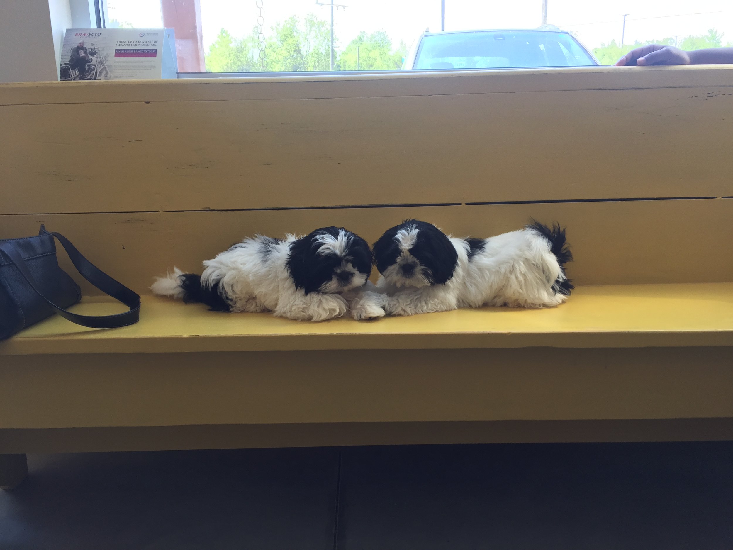 You just got your new puppy, and it is so exciting! Now it’s time to enroll your puppy in a class. But how do you know it’s the right class for you and your puppy? Here are some guidelines you can use: **Choose a place that requires puppies be vaccinated (as age appropriate) as well as proof of deworming or fecals. Early socialization is really important for your puppy, but we don’t want to put your puppy’s health at risk. **Choose a trainer who uses positive methods. Puppies learn best with positive reinforcement. Often we hear that the owner doesn’t want to “bribe” their dog with food or always have to carry food. If done correctly with positive reinforcemant you are not bribing your puppy, and you won’t always have to reward every thing your dog does. But think of it like this-if you showed up every day at work, but never got paid-would you keep going? Most of us wouldn’t! But if you know you’re getting paid and sometimes you might get a bonus for doing a really good job-you’re probably going to show up and work harder! **We recommend classes that allow some puppy socialization/play time. But we recommend classes where the puppy has to earn this time! Learning correct social behavior is really important for your puppies mental health and future. But we don’t want it to be a free for all, where the puppies are not monitored. Safety first! ** We recommend classes where the trainer is willing to work with your future goals for your puppy. Maybe you plan on showing your dog in obedience so you want to make sure your puppy learns to walk on your left side from the start. Maybe your biggest concern is that your puppy walks politely in any position. Your trainer should listen to your concerns! **Be prepared to have homework! Your puppy (and you!) cannot learn everything you need to know if one hour a week. So be ready for homework-it’s back to school! **And coming from the veterinary side, look for a class that also teaches your puppy how to handle things that they will need for their whole life-how to stand for an exam, have their mouth, teeth, ear, eyes, and feet handled, how to stand on a scale, and more. This can make your puppy’s future vet and grooming visits so much happier! Southern Animal Hospital’s next puppy classes will start early June 2017-check our website for more information www.southernanimalhospital.com Boo Donoho, DVM #SouthernAnimalHospital #Puppyclasses