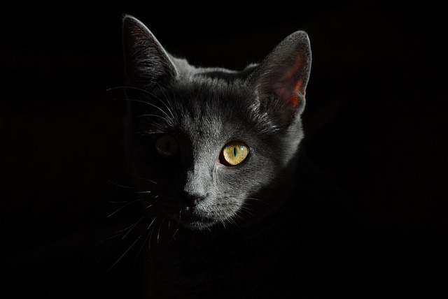 Often when we take our pets to the vet for their annual wellness exam, it gets overwhelming. Your pet needs a fecal, then vaccines, oh and the heartworm test, and now they are asking about annual bloodwork-is this all necessary? When I am making recommendations for a pet at their annual exam, I recommend the same things I do for my own pets. And I do believe annual bloodwork is important. But why? ** It gives us a baseline for that pet. I know my fit shepherd’s Creatinine runs a little on the high end of normal. So if she were sick and her Creatinine was slightly elevated I am not going to worry as much as for another dog. Recently we did pre dental bloodwork on a cat. And her kidney values were really high! Surprised all of us. But thankfully the owner had bloodwork completed recently, so I knew these changes were within the past six months. Of course we still had to treat her kidney disease but now we could try and pinpoint when these issues began. **Sometimes we get lucky and catch things early when they can be treated easier. I had another “healthy” dog that I ran baseline bloodwork on. The blood glucose was lower then we would expect for a fasted sample. Thankfully the owner trusted us and allowed us to complete more bloodwork. We were eventually able to diagnose an insulinoma in this dog, a relatively rare tumor on the pancreas. She received treatment and did really well. The early detection of this tumor likely saved her this dog’s life. However, we understand that everyone has a budget. So ask your vet if you can space out the bloodwork from the annual exam if needed. We recommend the annual bloodwork as we want to keep your pet as healthy as possible! Boo Donoho, DVM #SouthernAnimalHospital