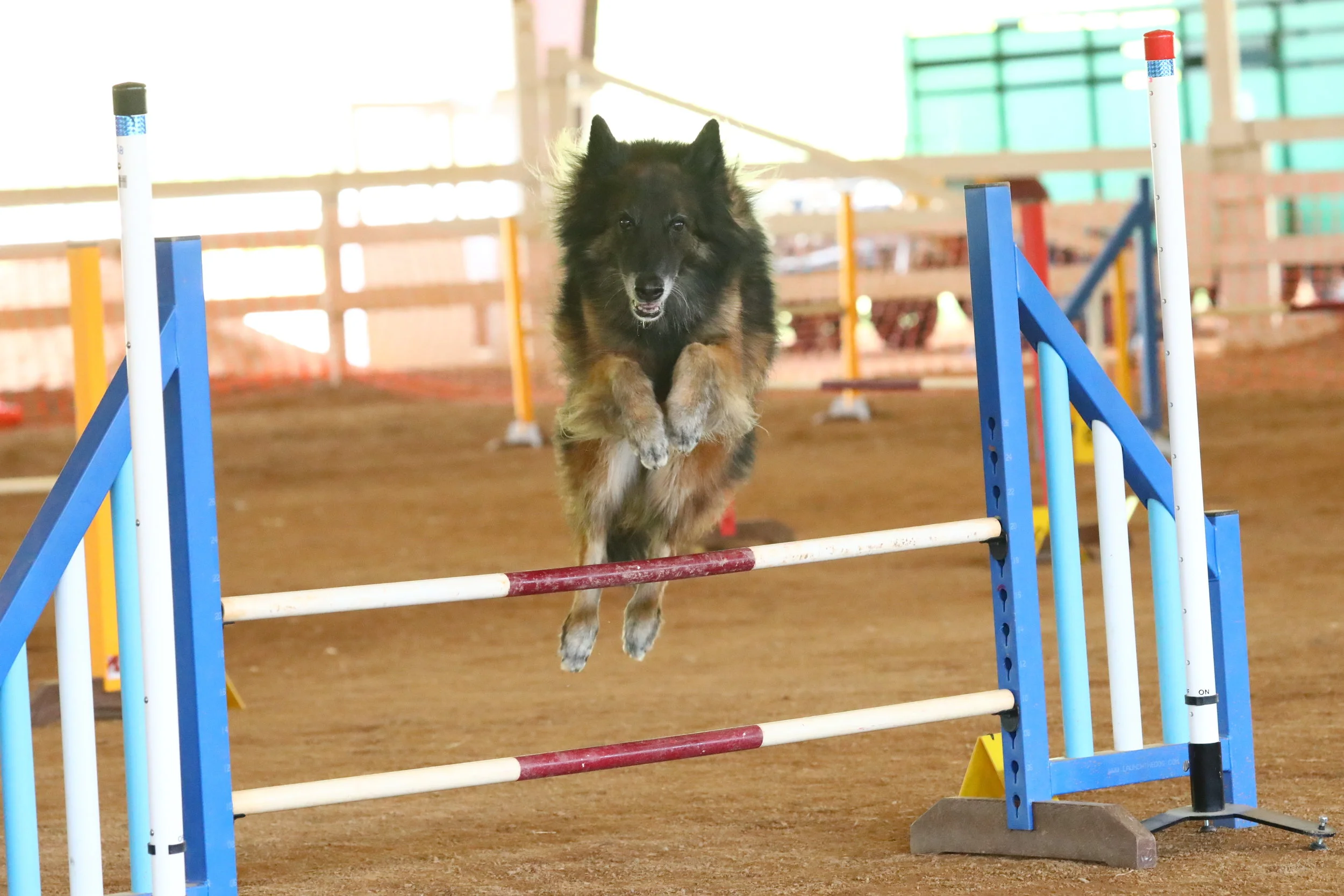 Cayenne at almost 12 years old is still very fit and active! Good breeding, structure, and an active lifestyle has allowed her to be able to still compete agility at this age! How fit is your dog? Having a fit, in shape dog is really important for your dog’s health, not only physically but mentally as well. So what are some ways to get your dog fit? And what are things to keep in mind? **Make sure your dog is healthy enough for the activities you are planning! If you are uncertain talk to your vet. Maybe your dog has an injury that limits what type of activity they can do, or you have a puppy, or a senior dog that is slowing down. But there are ways to keep most dogs active; it might just take some creative ideas! ** Pay attention to the weather! Especially if you have a breed that will be more affected by the weather. For example, our brachycephalic breeds (pugs, boxers, “flat faced” breeds) do not handle the heat as well-so use caution! But any dog can get heat stroke easily, so keep this in mind. If you are going to exercise in the hot weather, go early in the morning or later evening. Make sure you give your dog breaks and water. And watch them closely for signs of heat exhaustion. **Have a puppy-then remember until they are full grown (which in some breeds is 1-2 years), that they should not have forced exercise. But that doesn’t mean they don’t need activity to help their joints and bones develop. What are some things that are good for puppies? Playing chase in the backyard, slow walks where they can sniff and amble, slow hikes where they have to climb small rocks/different terrain, playtime with other (not too rough) dogs, and low key swimming. **Have a senior dog? Make sure your vet has cleared any activities they are doing. But keeping these seniors active is so important! They may go slower and shorter distances, but mentally and physically it is great for them to be out there doing things. Swimming, slow walks, and short hikes can be great for the seniors! ** With any activity, ease your dog into it. If your dog has not run with your before, don’t start with 10 miles the first weekend! Start with 1/2 of a mile and then slowly increase the amount based on how your dog is handling it! And if it is too much, back them back down a level. **Here are some of our favorite activities to help get your dog fit: -hiking-there are lots of hiking trails around here that are great for hiking -swimming-many dogs love to swim and it is a great low impact activity -walking around town -playing fetch with a frisbee or tennis ball -playing with other dogs -agility training-even if it is just for fun it is a great activity for you and your dog Having a fit, healthy weight, active dog will keep your dog healthier as they age. Boo Donoho, DVM #SouthernAnimalHospital #CanineFitness