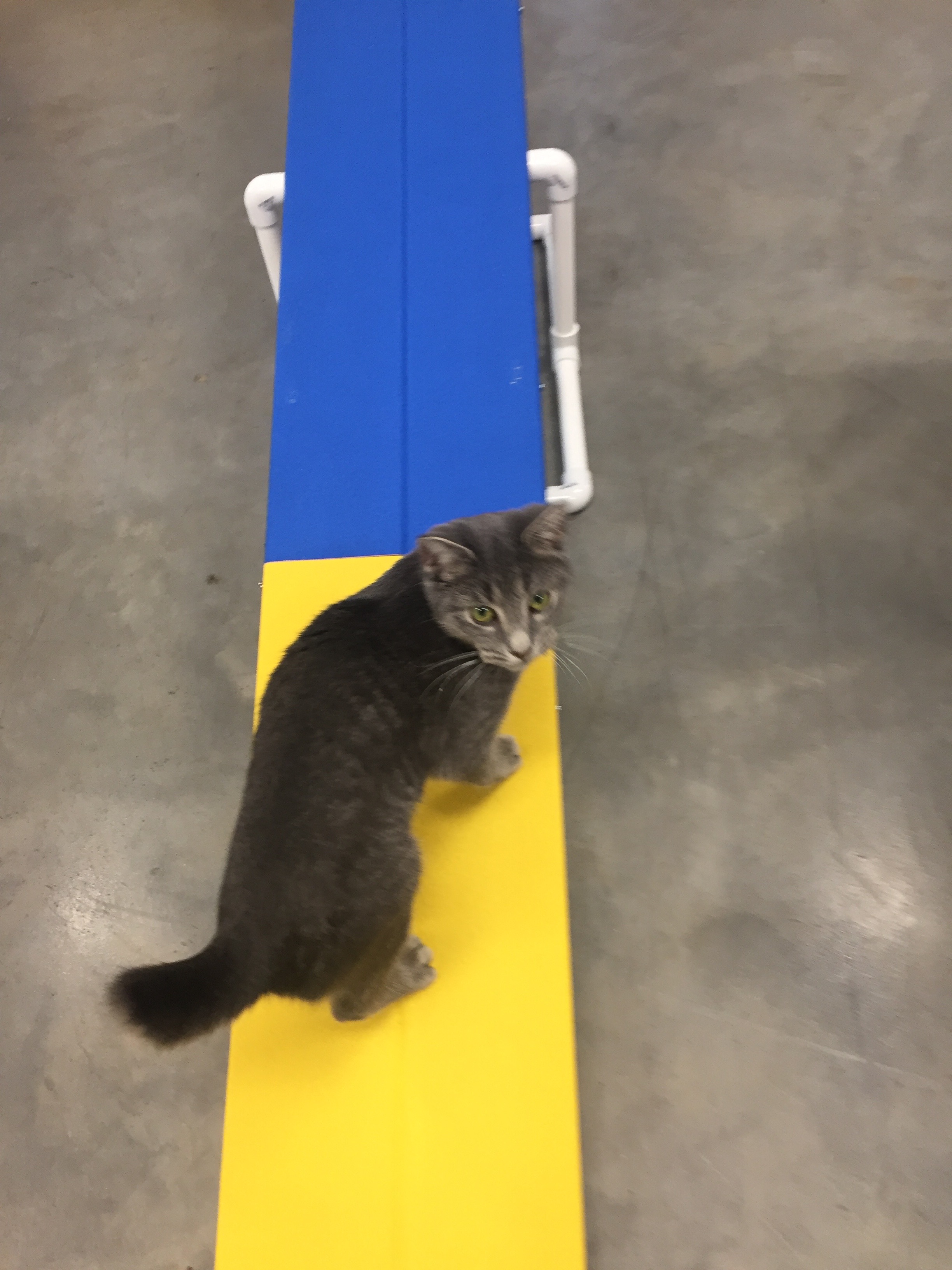 Trouble loves her teeter! Last week’s blog was about canine fitness, but what about your cat? It is important for cats to stay at a healthy weight and active too! So what are some ways to keep your cat active? And what are some things to think about? **Make sure your cat is healthy enough for the activities you are planning! If you are uncertain talk to your vet. Maybe your cat has an injury that limits what type of activity they can do, or you have a kitten, or a senior dog that is slowing down. But there are ways to keep most cats active; it might just take some creative ideas! **Have a senior cat? Make sure your vet has cleared any activities they are doing. But keeping these seniors active is so important! They may go slower and shorter distances, but mentally and physically it is great for them to be out there doing things. Things for seniors can include seeking our their food, slow games of chasing toys, or short walks if they are harnessed trained. **Here are some of our favorite activities to help get your cat fit: -having to find their food hidden throughout the house -chasing toys -walking around on a harness -playing fetch-even better up and down your stairs -playing with other cats -agility training-yep cat’s can learn agility! Keep is small and safe, but they can enjoy the challenges too Having a fit, healthy weight, active cat will keep your dog healthier as they age! Boo Donoho, DVM #SouthernAnimalHospital #FelineFitness