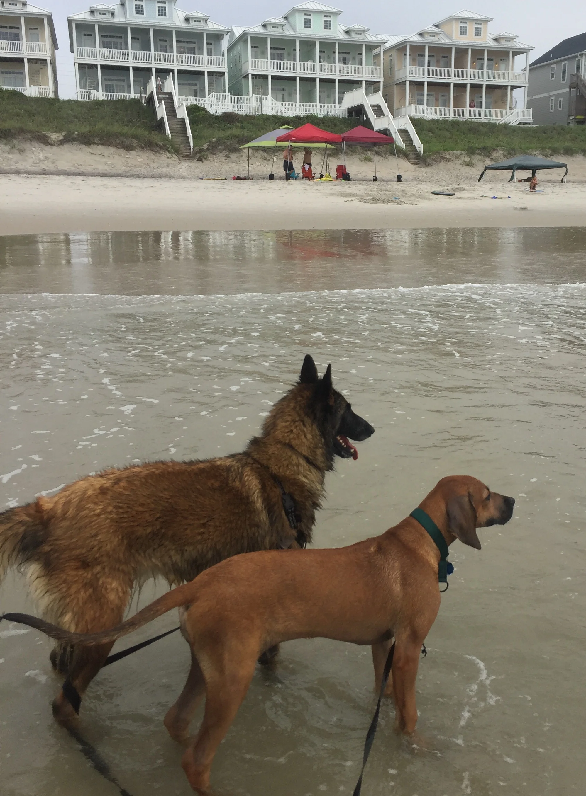 But there are some things to remember when taking your dog to the beach! *Make certain you choose a beach where dogs are allowed. In North Carolina, there are quite a few beach that allow dogs including Topsoil, Oak Island, Nagshead, and Carolina Beach. But each Beach has their owner rules-typically during On season dogs must be leashed. During off season some beaches will allow dogs off leash. Check the rules before you go! *Be prepared to clean up after your dog! Bring poop bags and be ready to clean up well if they use the bathroom. *What the weather closely. You and your dog can easily get overheated on the beach. Bring shade (a canopy tent, umbrella, etc). And when it starts getting hot, it is safer to take a break from the beach. Remember the sand can get really hot and burn your dog's feet too! Make certain you have a place for you and your dog to cool off! *Use caution and go slow when introducing your dog to the ocean. Sometimes it is best to start on the sound side where the waves are more mild. But go slow and do not force your dog into the water. Let them adjust and go in at their own pace. And if they are scared, maybe try again another time. Also make certain they do not go too far and get injured. Keeping them on leash initially is a good idea to make certain they cannot get into trouble. Tilly and Salza both learned it was so much fun to jump the waves! 