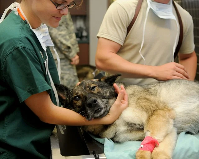 veterinary-85925_640.jpg