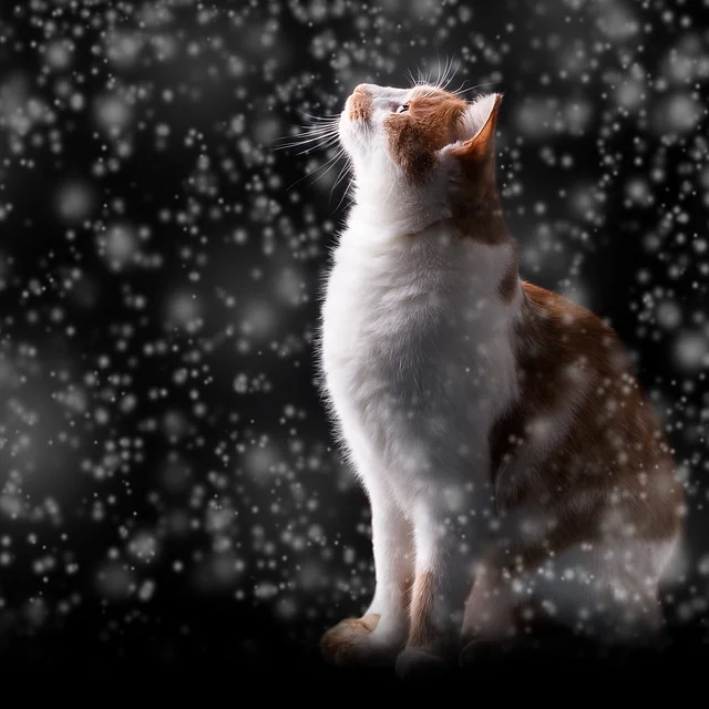 Winter is here! So what does this mean for your pet? It's time to make certain your pet is safe and warm this winter. So what are some things to consider during the cold winter months? *While your pet may enjoy playing in the cold and snow (if we get any!), make certain the ground is not too slippery. We see injuries this time of the year from pets slipping on ice. Especially older pets with arthritis are more at risk. Keeping that in mind, pets with arthritis may be stiffer/have a harder time moving around in the cold weather. * If your pet spends a large amount of time outside make certain to provide warm shelter where the pet can be dry, out of the wind, and stay warm. It is essential that they have unfrozen water at all times. And during colder weather they may need more calories! However, we strongly recommend that your pets be kept inside during the winter months to ensure they stay safe! *Remember younger (kittens, puppies) and older pets cannot regulate their temperature as well so monitor they amount of time they are outside in the cold. *If you are using any ice melt products make certain they are pet safe! After walking your pets in the ice/snow, be certain to wipe them down to remove icicles or any chemicals. *Leave your pet's coat during the winter for protection-this doesn't mean they cannot be groomed but try to avoid shaving all of their coat off if they are outdoors at all. And they may need a jacket if they have a short coat, are smaller, or seem to get cold easily. *And while it is tempting to take a break from giving your pet flea, tick, and heartworm prevention, we live in North Carolina! So remember while it may be 20 degrees today it may be 70 degrees tomorrow and the bugs will be out! The safest thing is to keep your pet on prevention year round. Enjoy winter! And Happy Holidays! Boo Donoho, DVM