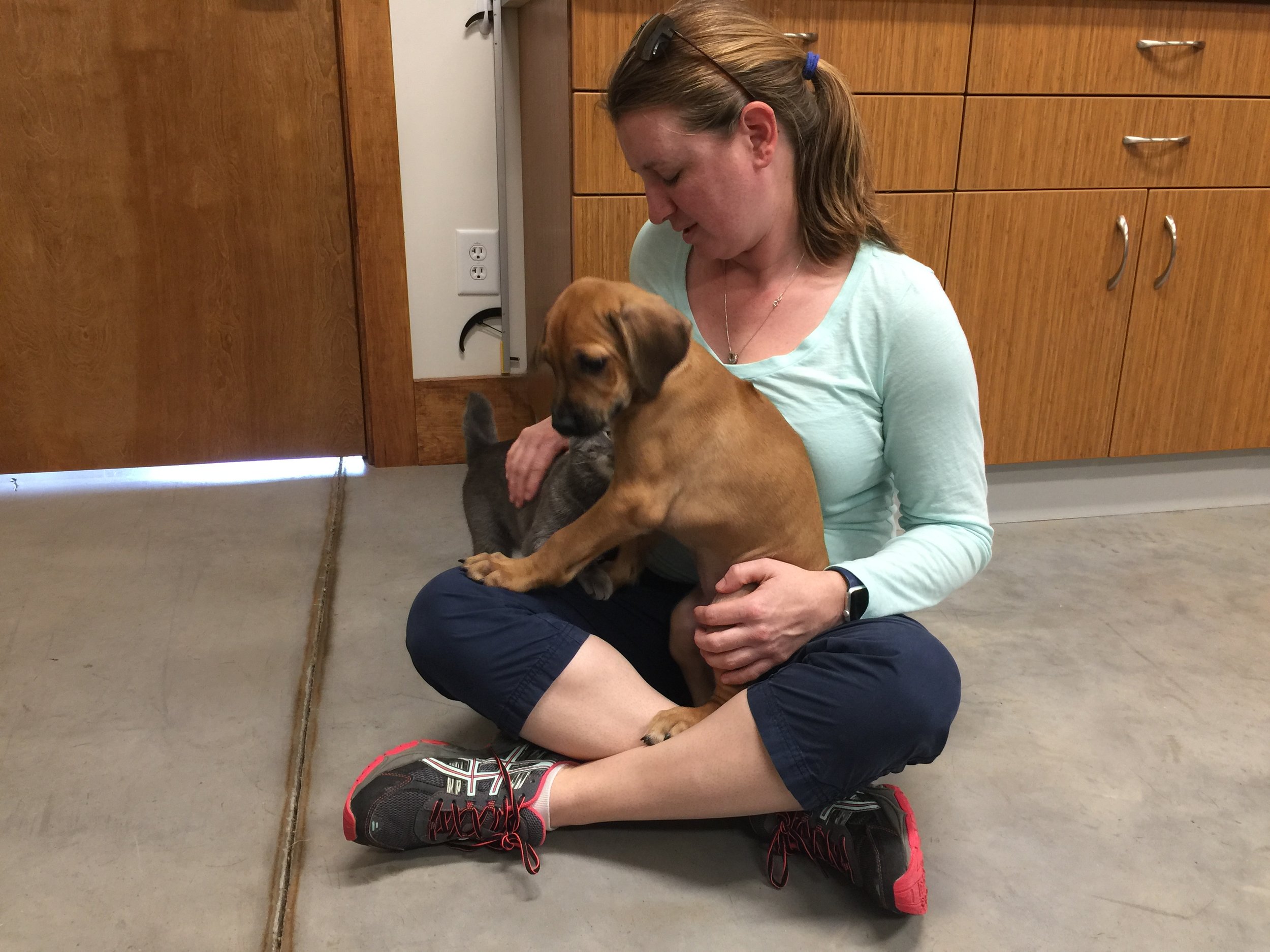 Does you dog drag you back to the car when he realizes he is at the vet? Does your dog shake, whine, drool, pant at the animal hospital? Do you dread taking your dog to the vet because it is so stressful? Here are some ways to make your dog’s vet visit a happier, less stressful thing: Have your dog hungry! Using treats as a distractor at the vets can be very helpful, but if your pet just ate a huge meal before they came, they will be less interested in our treats. Bring your dog’s favorite treats or toy. We use LOTS our treats as rewards and distractors for our canine patients. We have lots of treats to offer, but sometimes dogs prefer their own treats. Or do they love a tennis ball-bring that along as well! Make sure you let us know if your dog has any food allergies too. Let the staff at your vet clinic know ahead of time your dog’s like and dislikes. Does your dog get scared around new dogs? The animal hospital may have a different entrance you can use to avoid other dogs. Or maybe they can let you and your dog hang out in the car (weather permitting!) until it is time to enter the exam room. Does your dog dislike having his feet handled or ears? Let us know-we may not be available to avoid it, but we may up the level of treats when we have to handle their feet or ears. Bring your dog for happy visits! Who can blame dogs for disliking the vet-everything they come we poke them with needles, put them on scary tables, and sometimes have to take them away from the comfort of their owners. Wouldn’t it be great if sometimes, they just came into the clinic to get a treat and a pet? Make sure your dog is used to riding in the car. If they are uncomfortable in the car, but the time they reach the vet they are already stressed. Take fun car rides where you go for walks, go to the park, or just enjoy a drive around. If your dog doesn’t like the car or gets car sick, talk to us about ways to help this! Find a veterinary clinic that believes in Fear Free visits. Clinics with certified Fear Free staff have had extra training and resources because they want to make your pet’s visit better! Some of the things they might recommend including using pheromones such as Adaptil to make your dog’s visit less stressful. If you have a dog that doesn't like coming to the vet, talk to us about ways we can make it easier for your dog and yourself! Boo Donoho, DVM