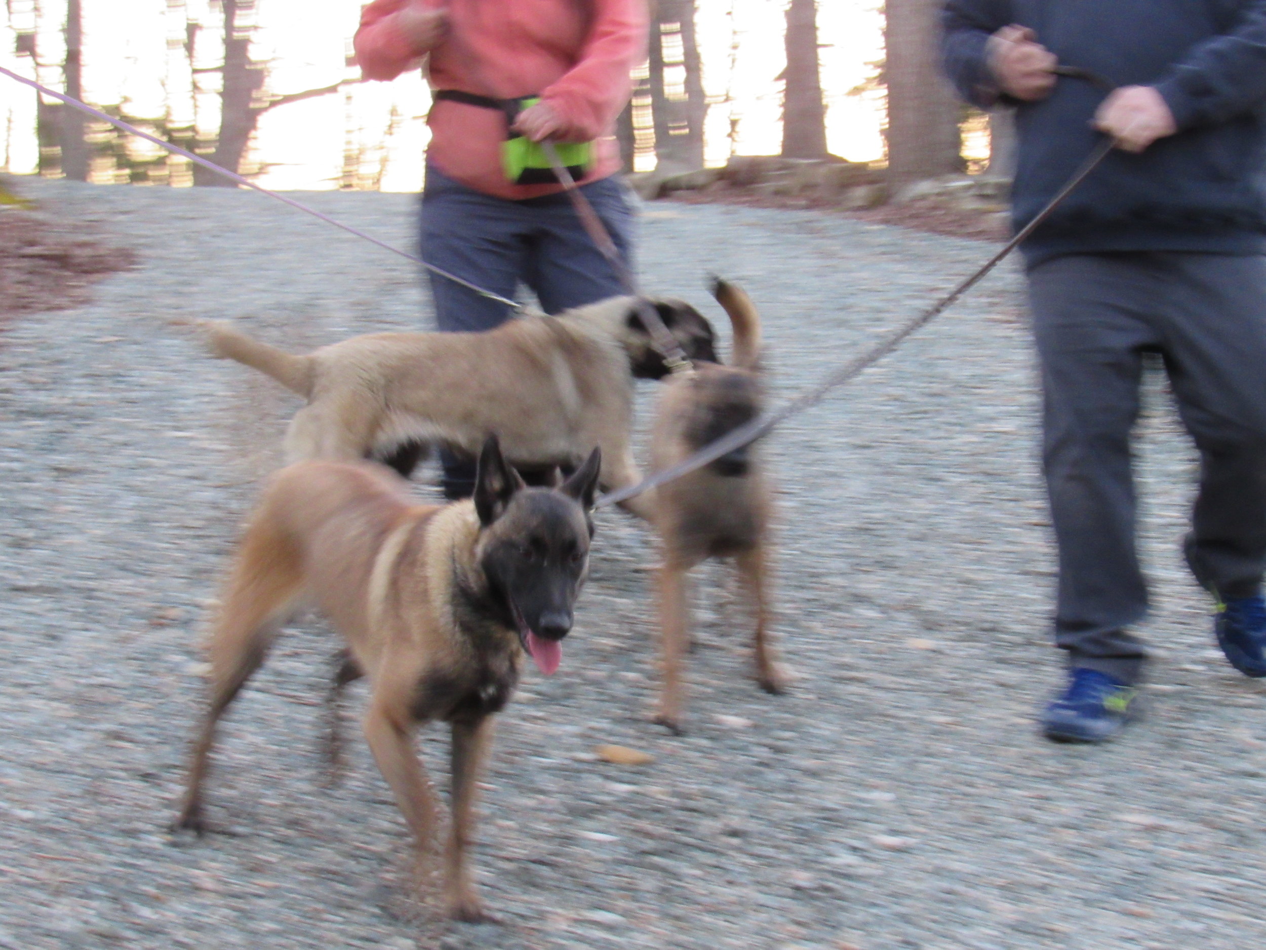 The three “flower” fosters learn about real farm life, meeting new people, and how to walk, kinda, on a leash!