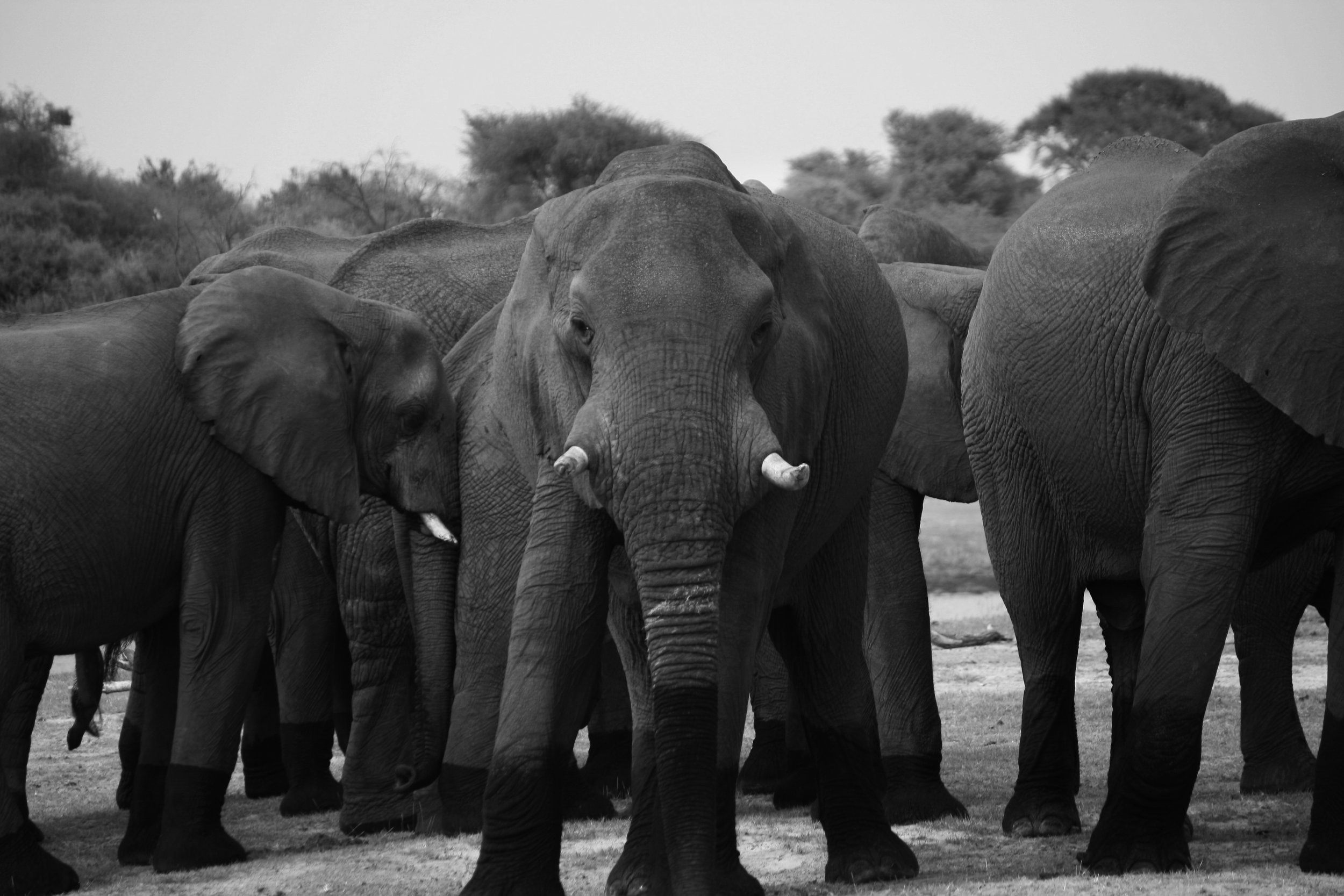 Elephants 3.jpg