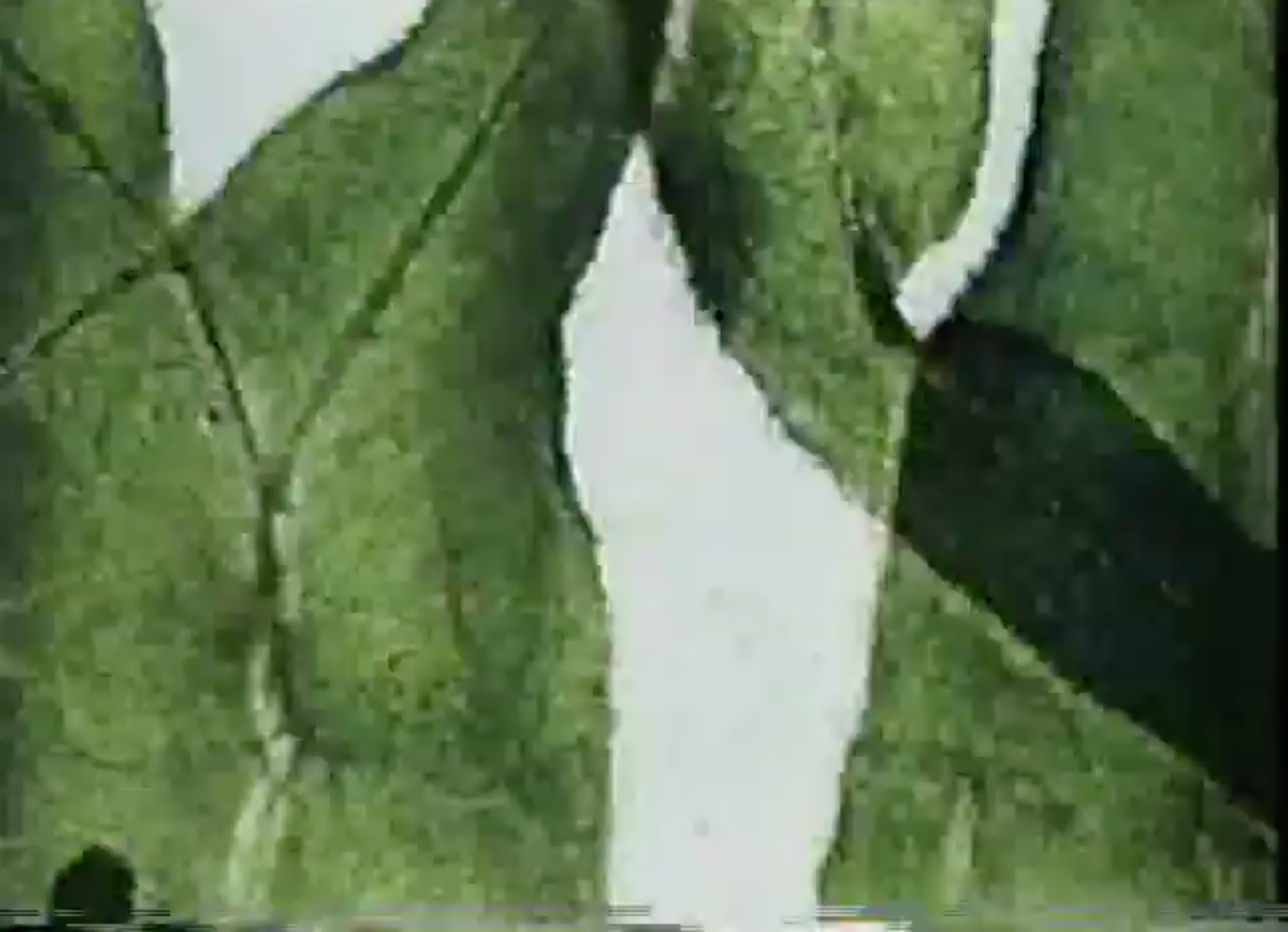 Screen Shot 2020-04-25 at 7.23.20 PM.png
