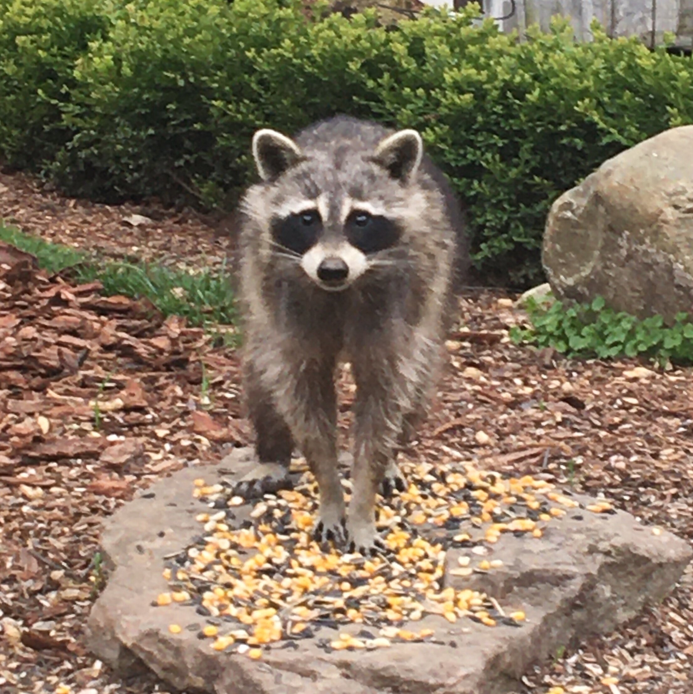 Barney the raccoon. We fear he might eat all of our produce plants, once they're moved outside.