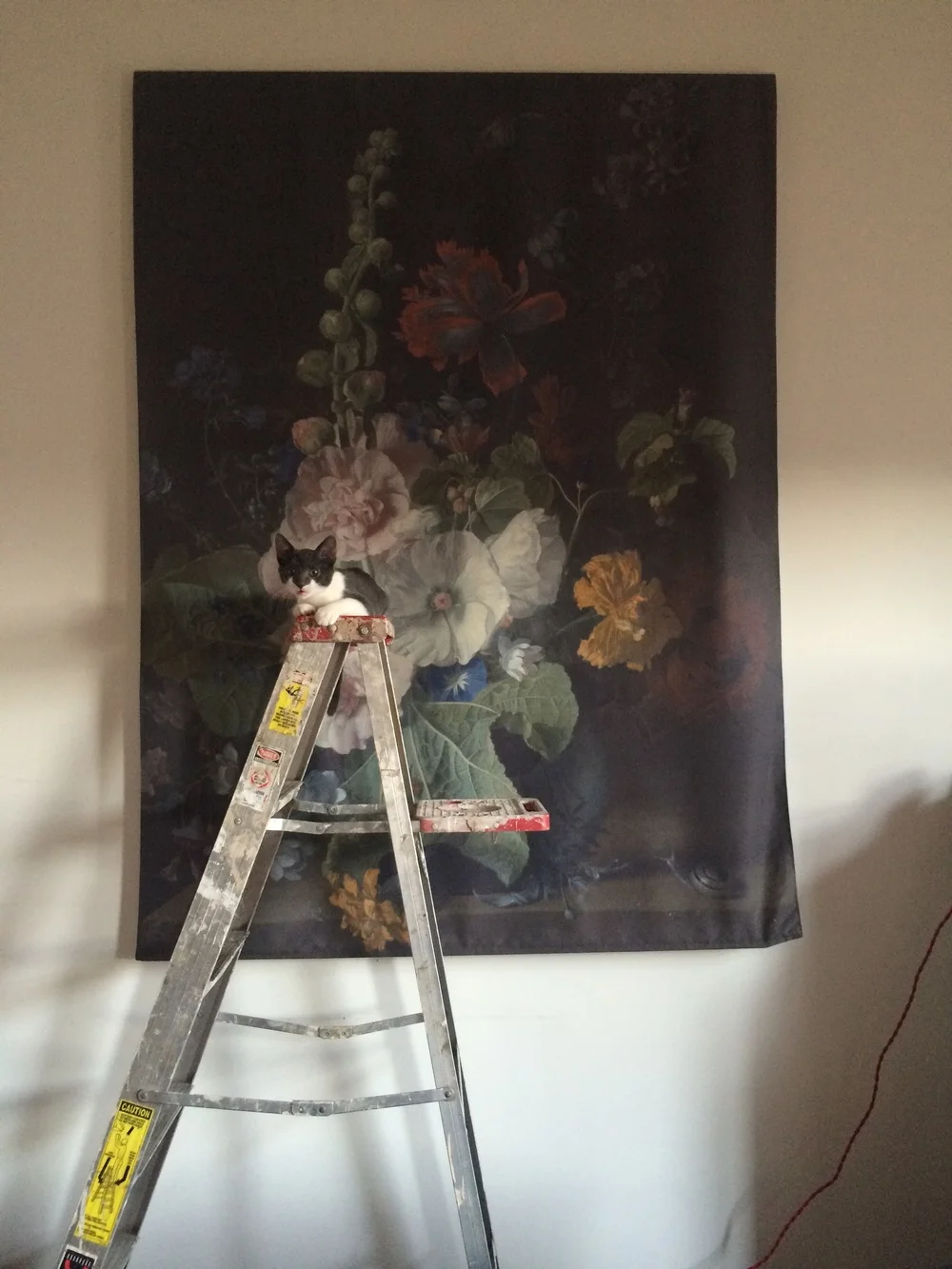 Chimichanga doing her best to look like a Dutch master's painting. She's strangely thrilled by that ladder.