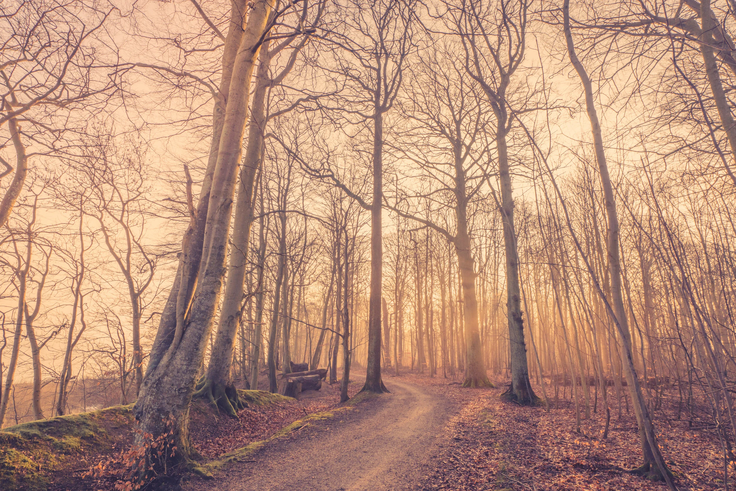 photodune-15298884-sunrise-in-a-misty-forest-l.jpg