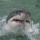 JAWS.png