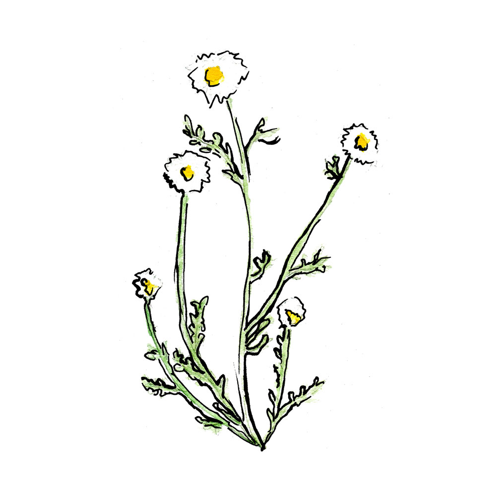 cbd-reviews-hempsley-team-cannabis-missouri