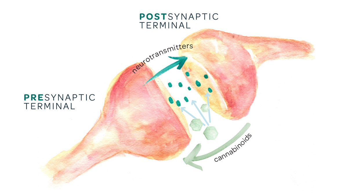 endocannabinoid-system-illustration-hempsley.jpeg