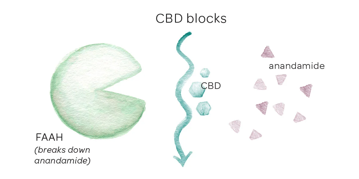 cbd-blocks-anandamide-illustration-endocannabinoid-system-hempsley.jpg