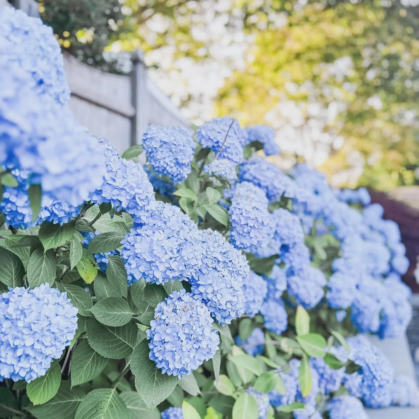 Our hydrangeas deserve a spot on the grid this year. They are gorgeous on the Cape this year and I can&rsquo;t get enough. #hydrangeaseason
