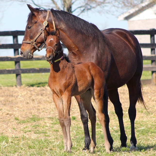 Broken Vow--She's Cheeky 18 colt-2.jpg