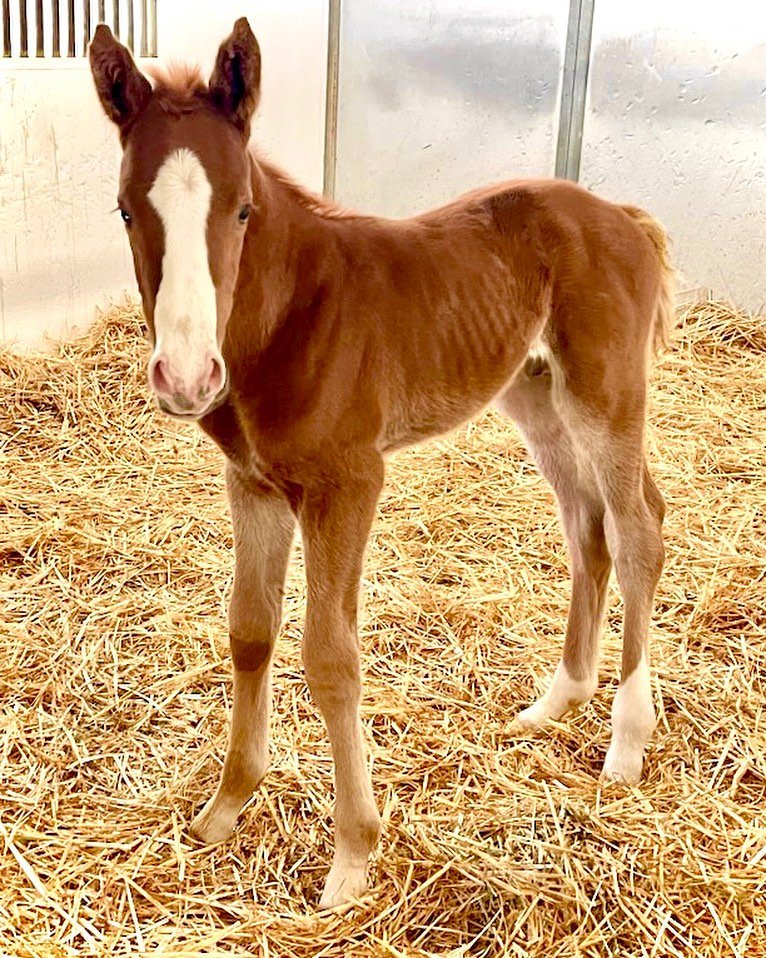 Welcoming our first foal of 2025! 🐴✨ This handsome colt, sired by Grazen and out of graded stakes placed Sheeza Milky Way, is already reaching for the stars. 🌌 

#CiagliaRacing #NewArrival #FoalWatch #SheezaMilkyWay #Grazen #FutureChampion #horsera
