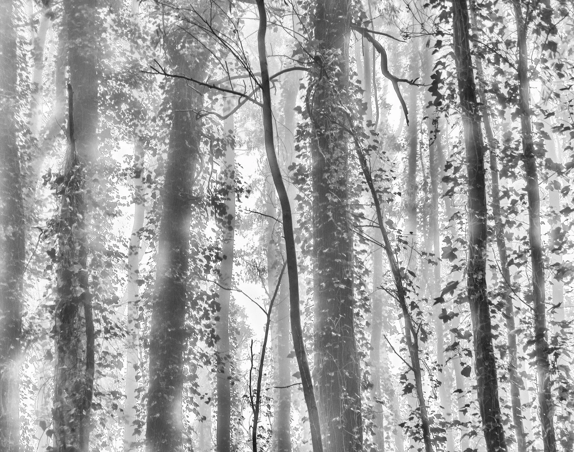 The enchanted trees