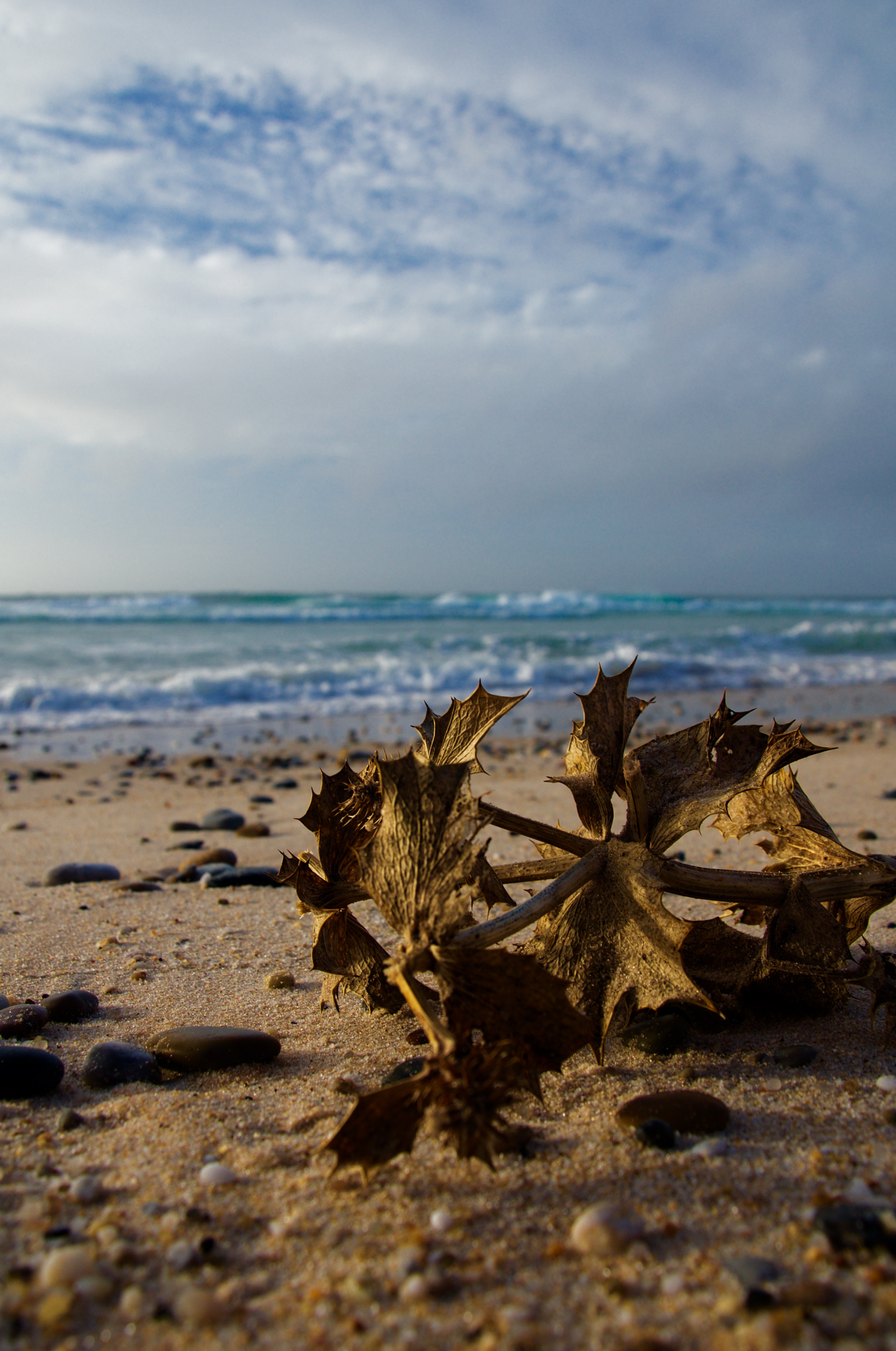 _DSC3338.jpg
