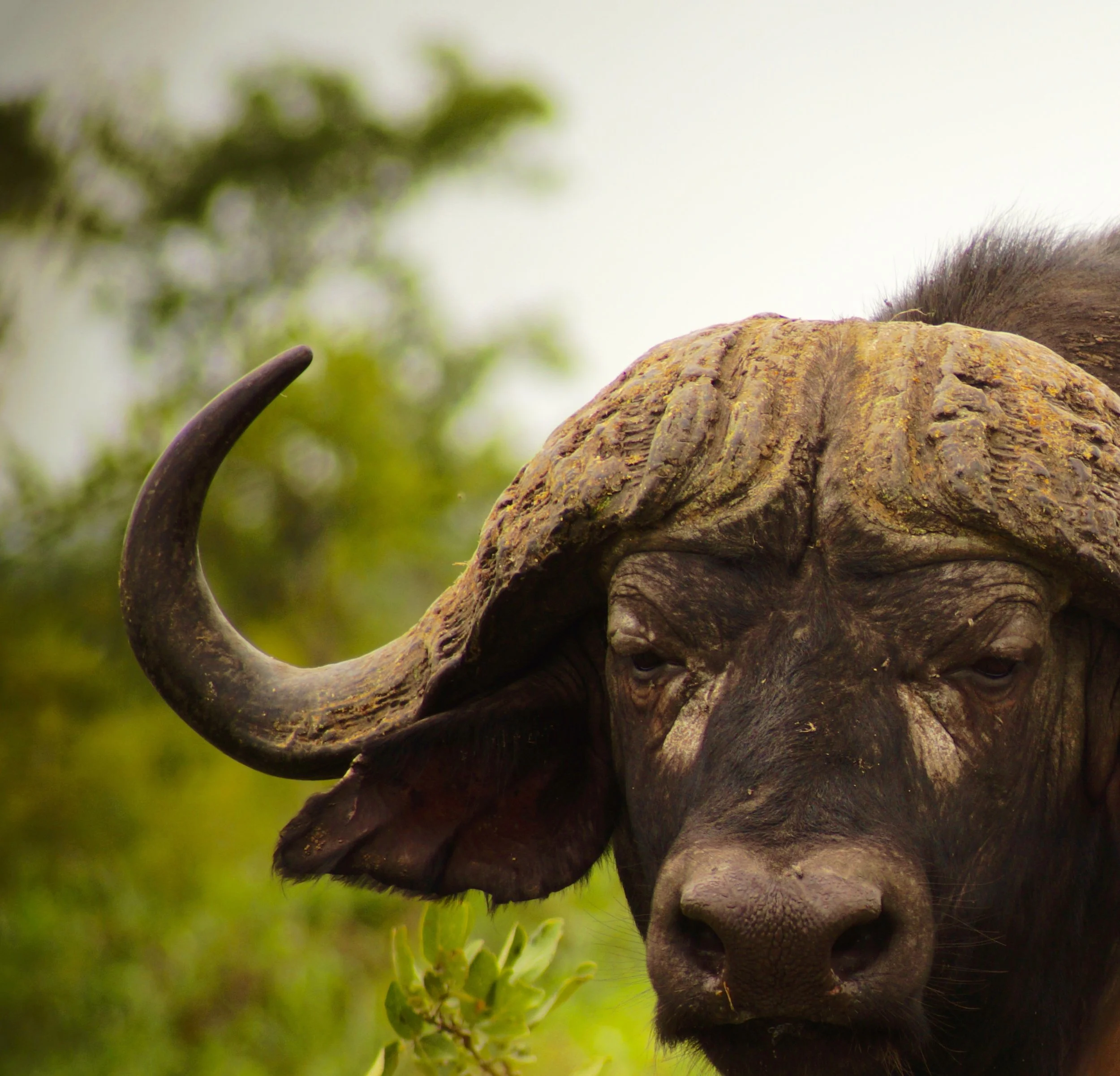 water buffalo