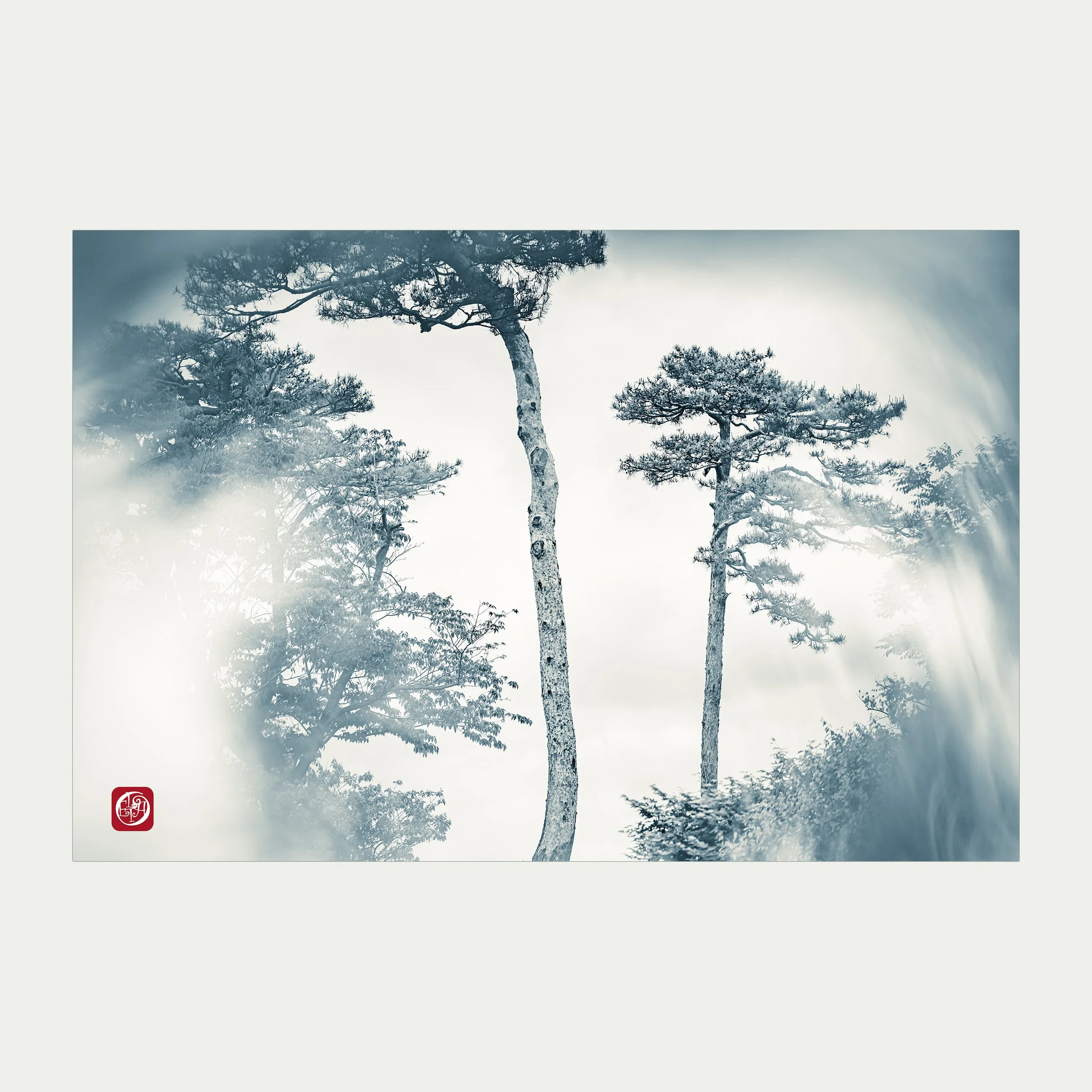 View with pine trees.jpg