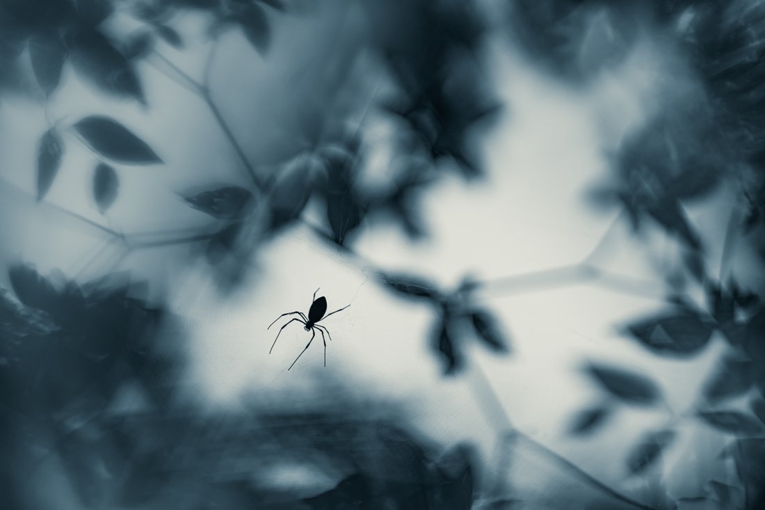 I am your friend, said the spider.