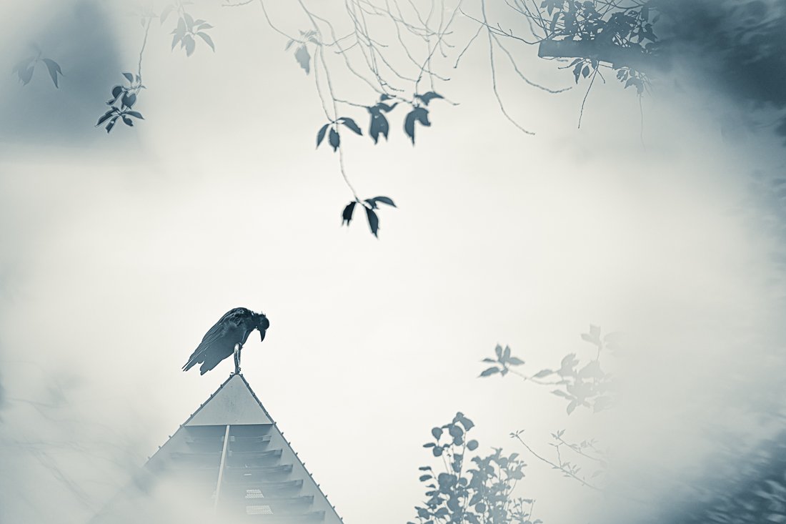 The crow sighed.