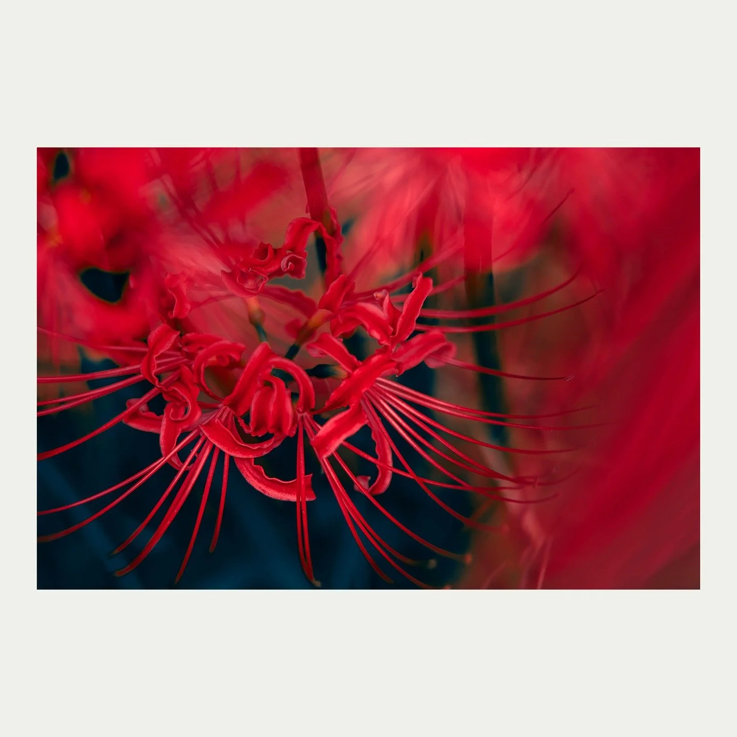 Zenith, Nadir
Series "Eternal poems- Rouge"
#EternalPoemsRouge #Autumn2025 #SpiderLily
#VisualContrast #MinimalismArt
#MakinoMemorialGarden #牧野記念庭園
#FineArtPhotography #PoeticImage #VisualPoetry
#SonyAlpha #Tamron70180mm #WomenPhotographer