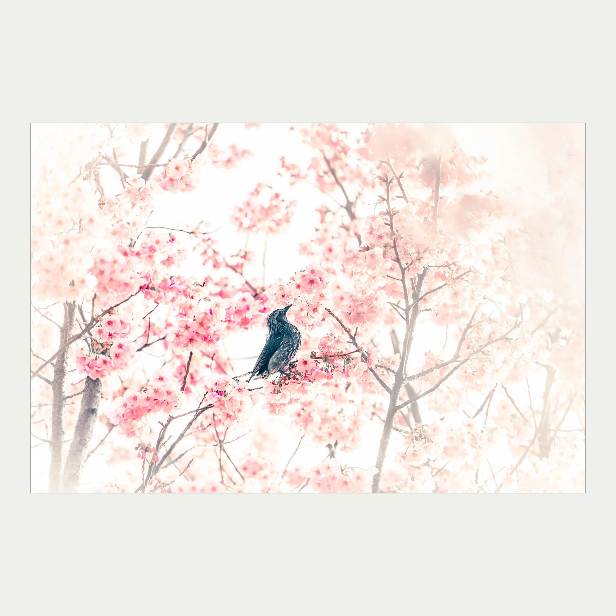 20260324_Looking up.jpg