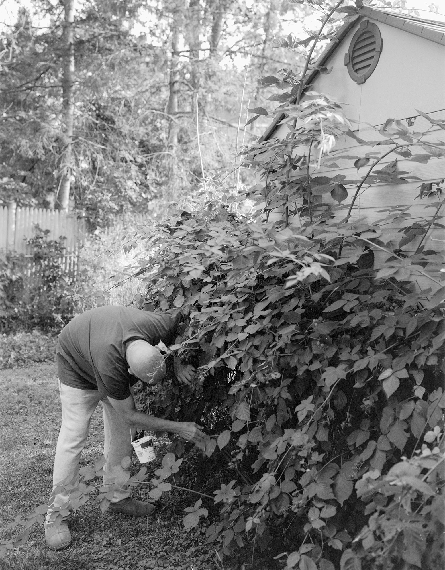 Blackberries, 2025