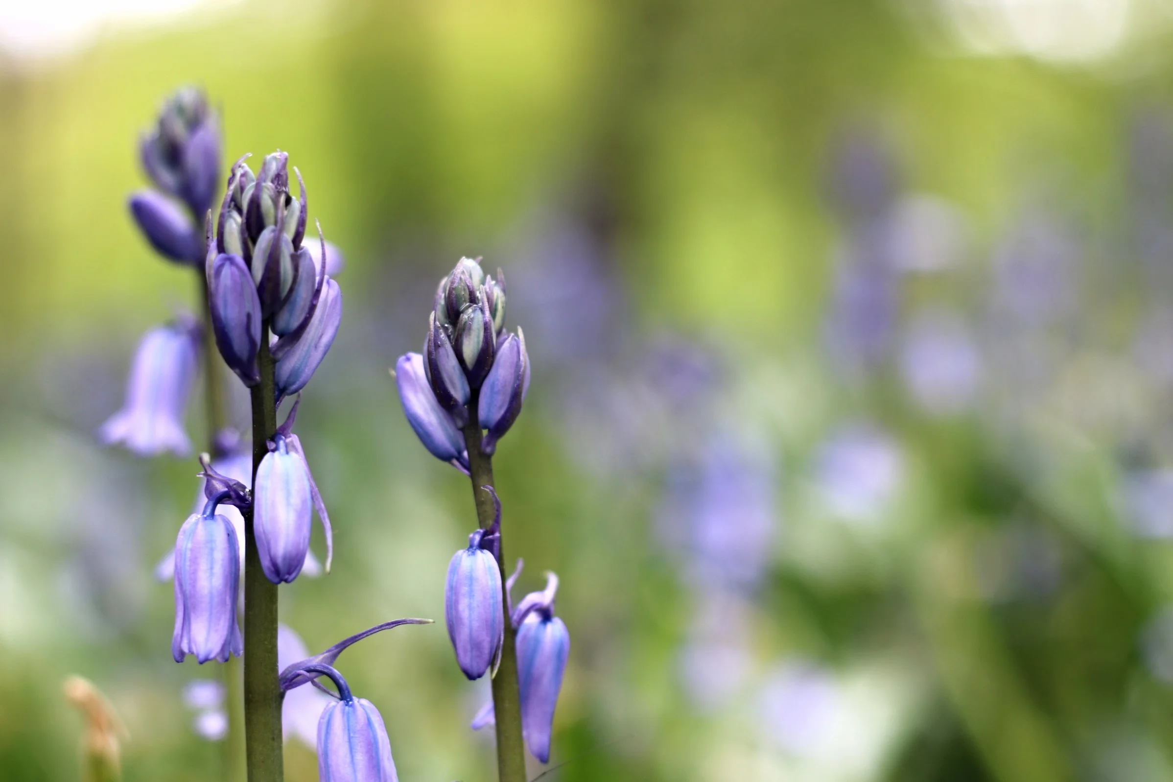  Flowers at the Brooklyn Botanic Garden in NY 
