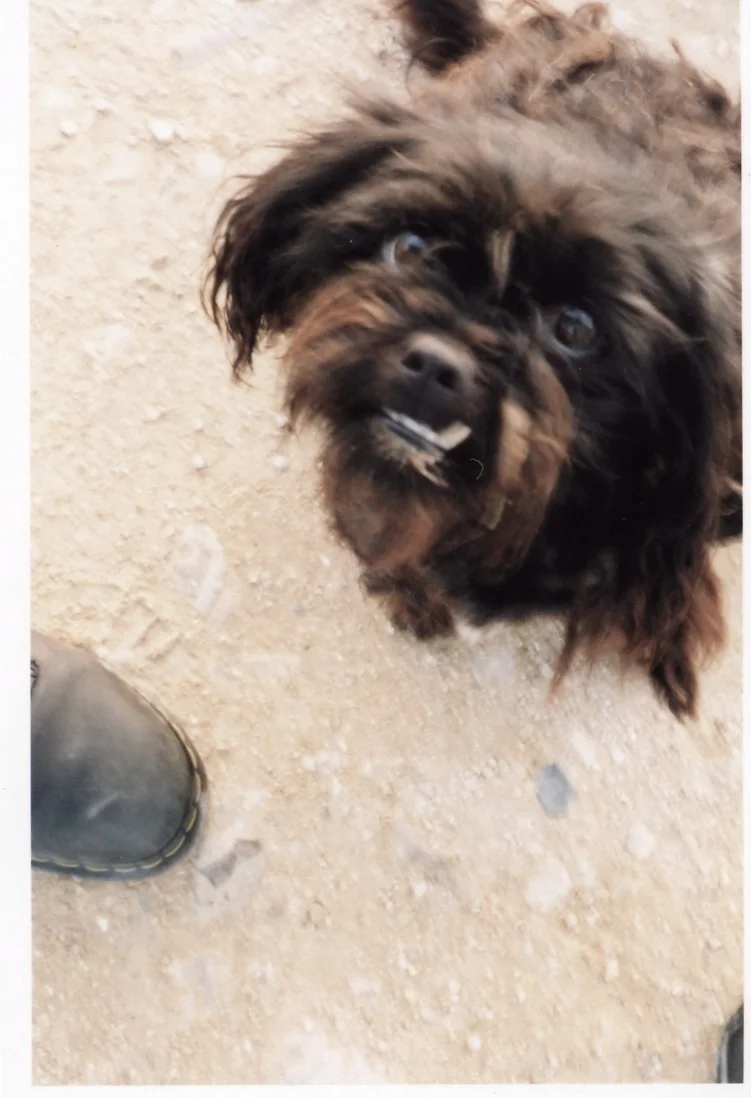 dog2-filtered.jpg