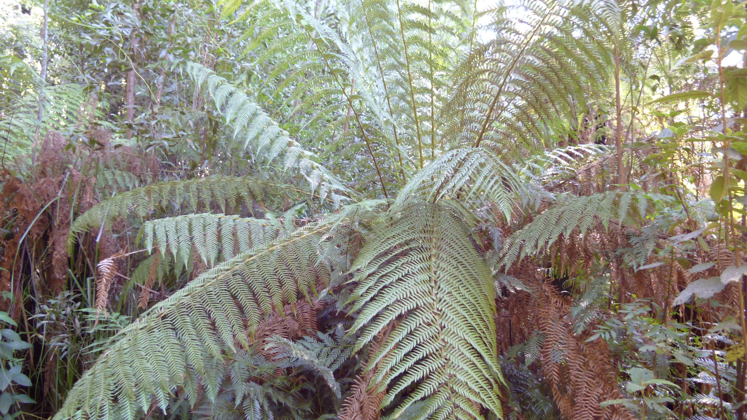 Yenmara Bembulra Darug walk