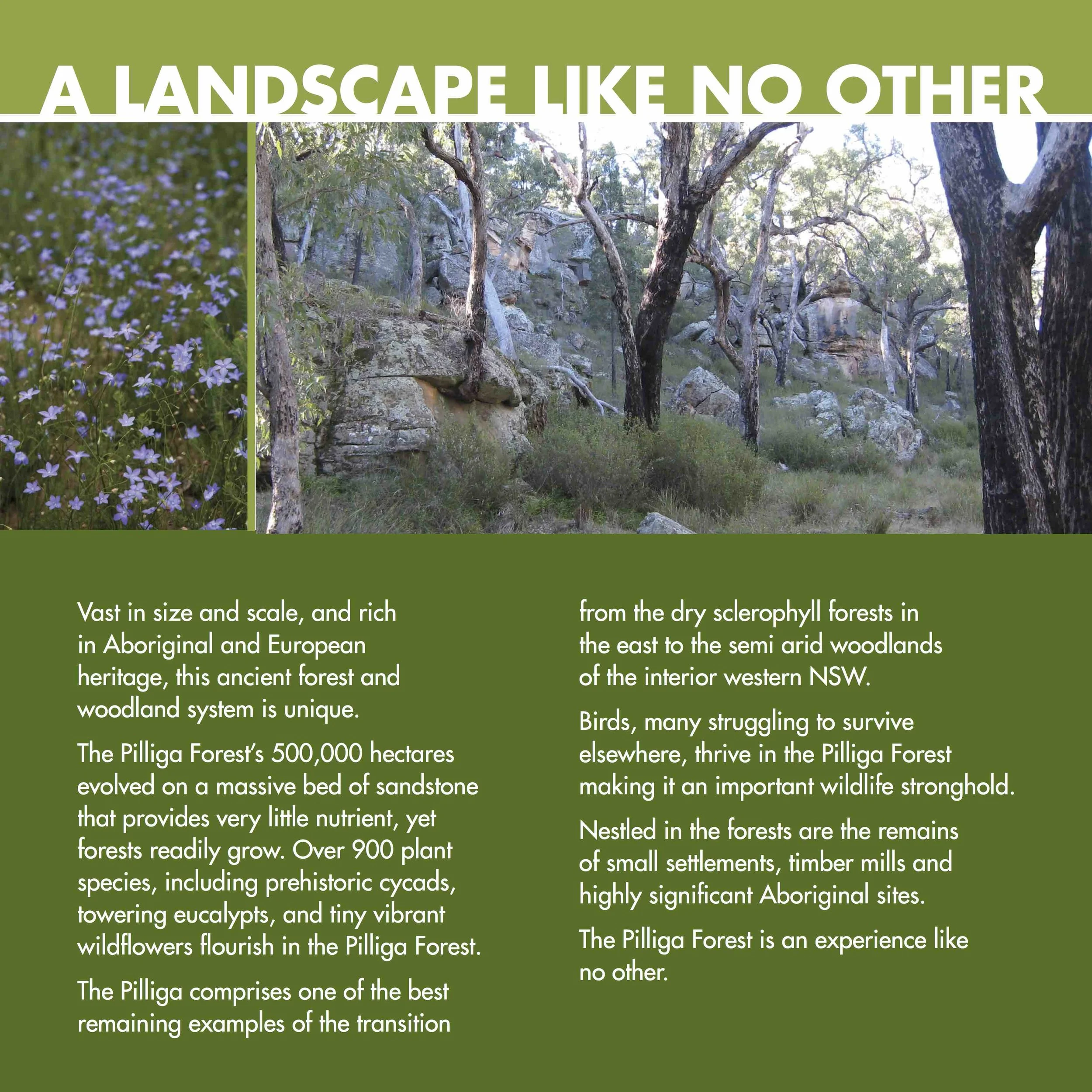 AIG1 Welcome_Pilliga Woodlands.jpeg