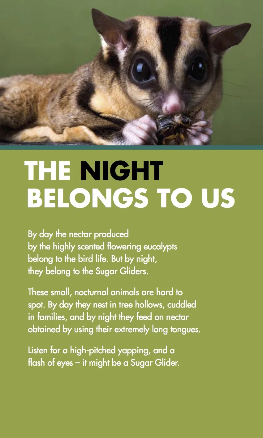 CWLG3 The night belongs to us (Sugar Glider)_pULL uP.jpeg