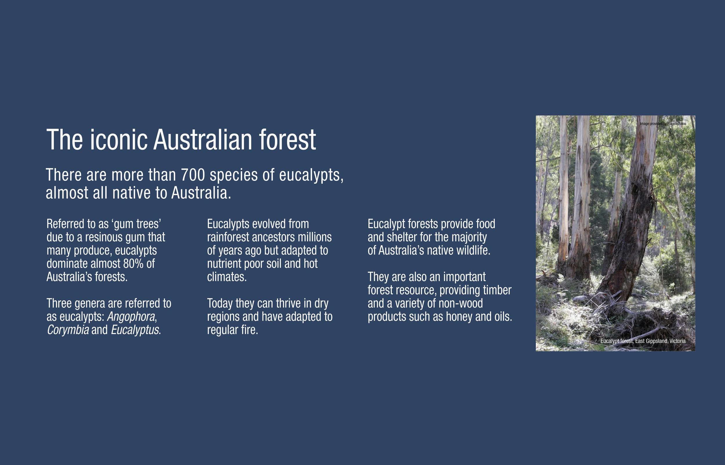 M_1_7 AA3 Iconic Australian forest3 (PR).jpeg