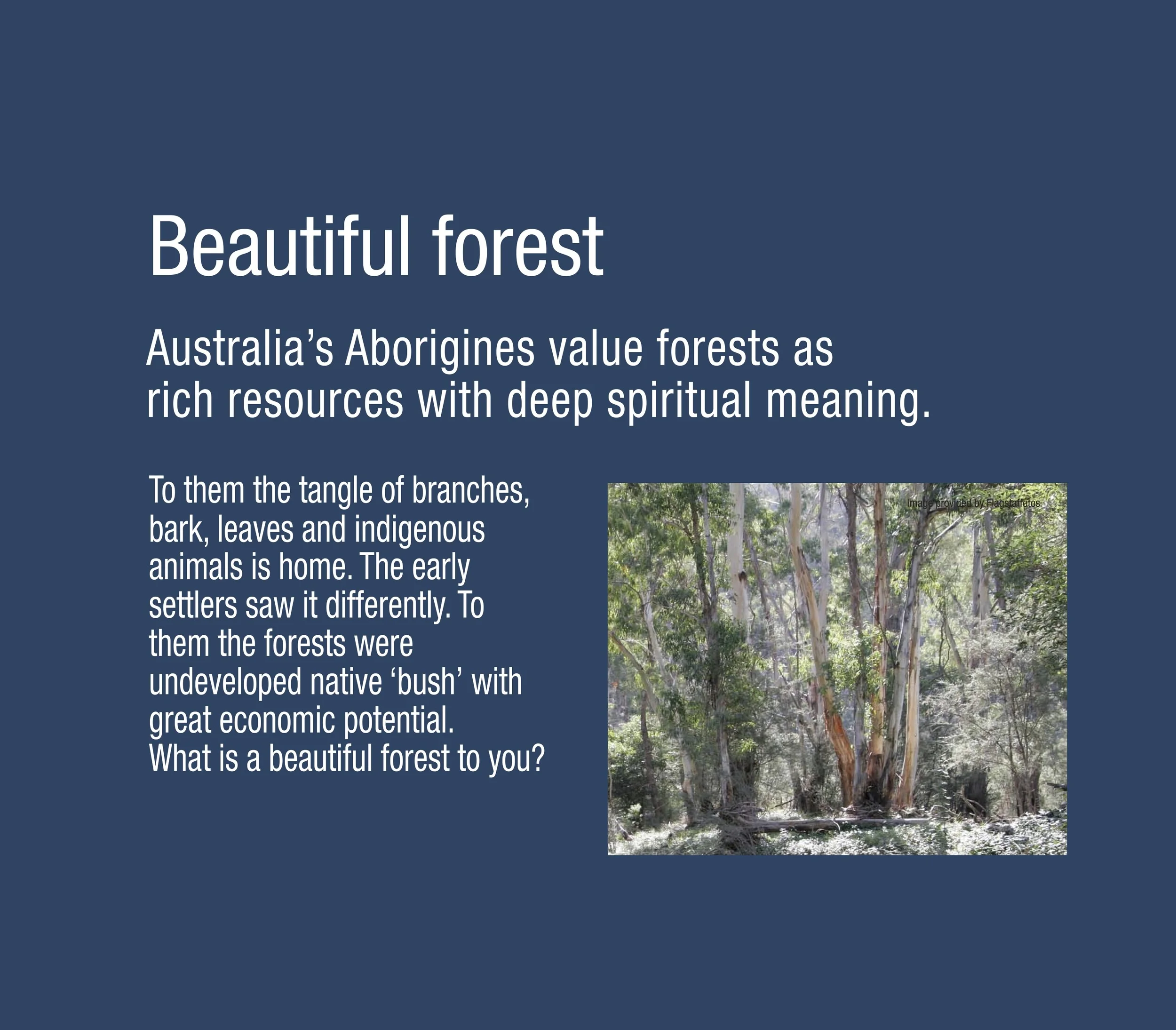 M_3_7 A3 Beautiful forest3 (PR).jpeg