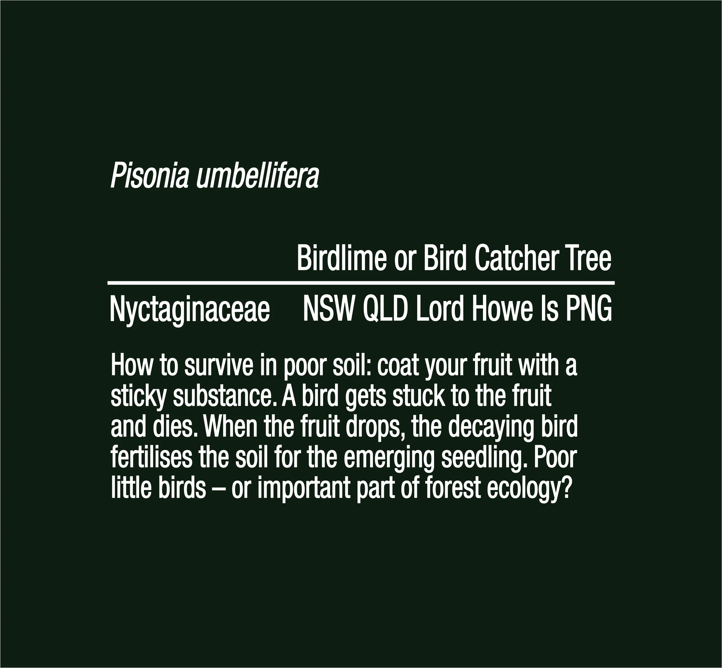 M_5_2 A4 black Bird catcher3.(PR).jpeg