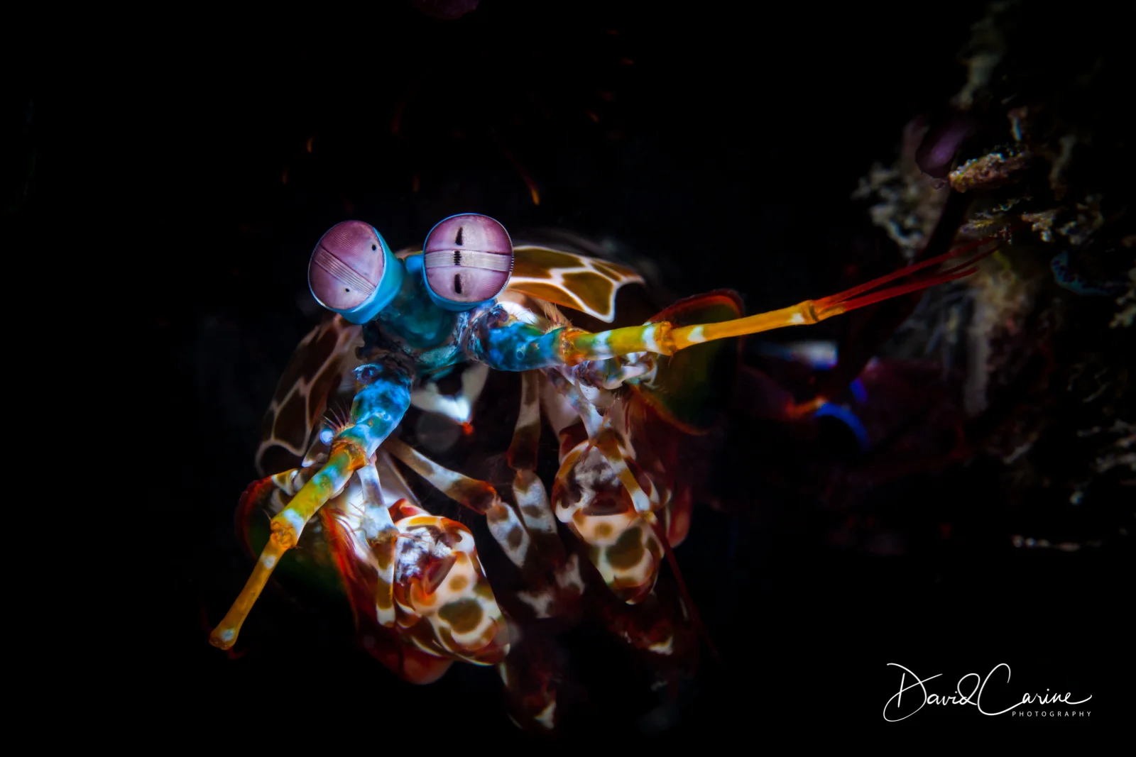 Peacock Mantis Shrimp